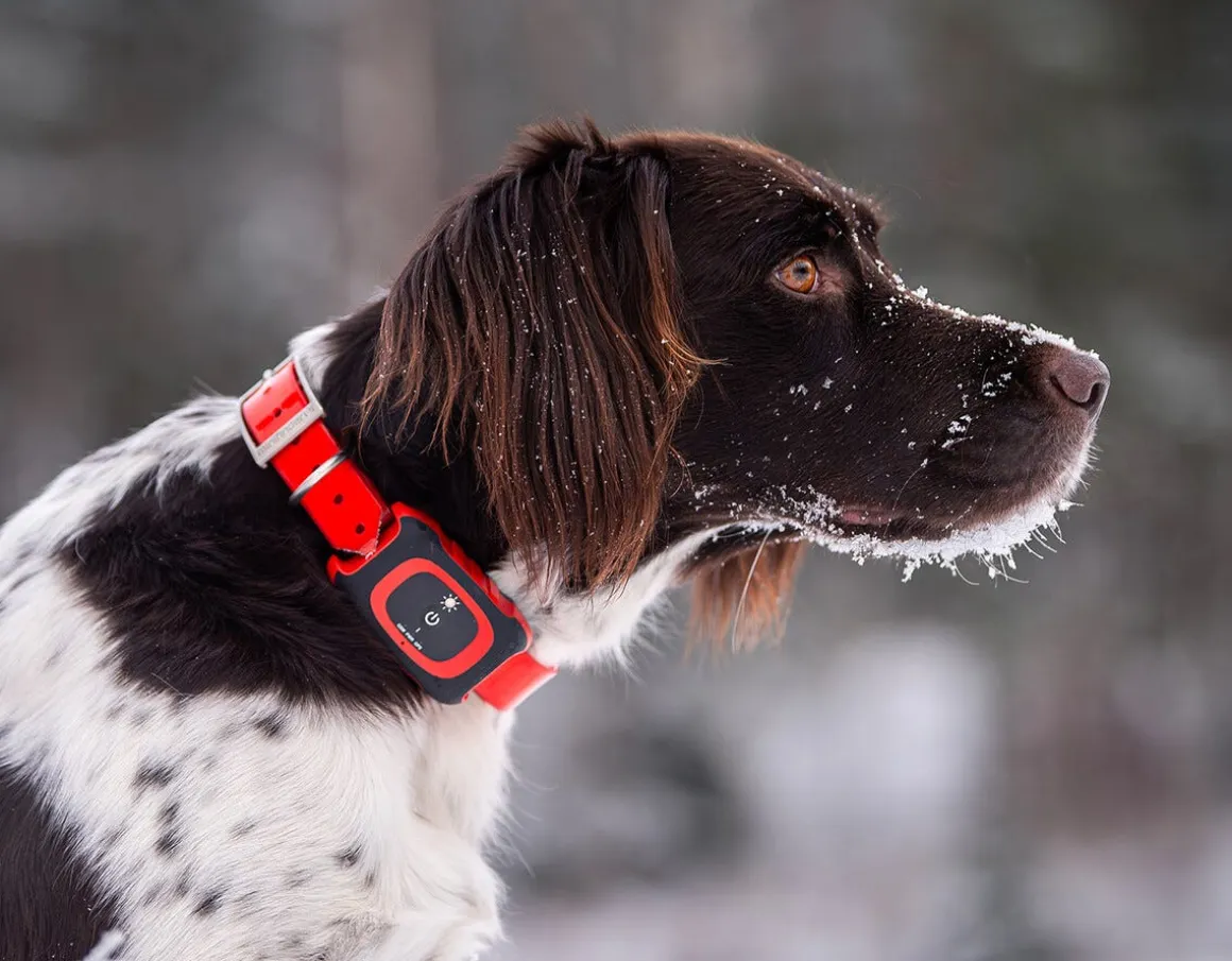 MiniFinder Rex hundepeilesender GPS tracker jakt, GSEMFR