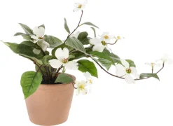 Plastblomst i potte, sommerplante med hvite blomster